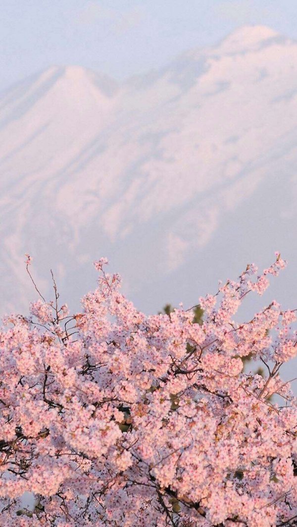 Cherry blossom