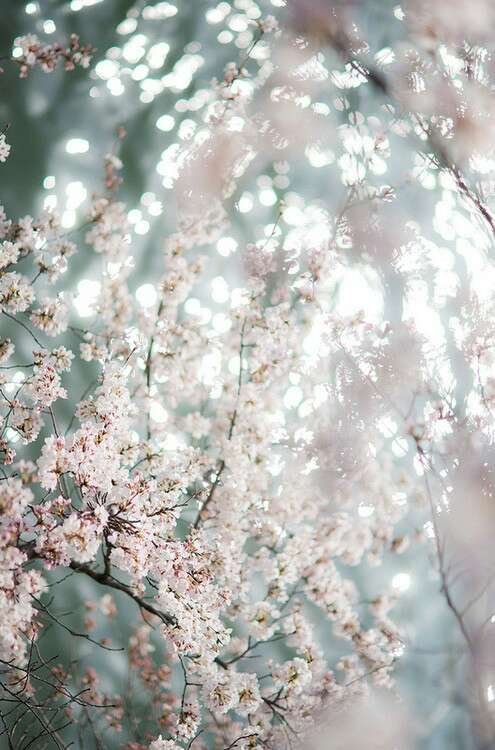 Cherry blossom