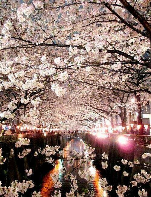 Cherry blossom