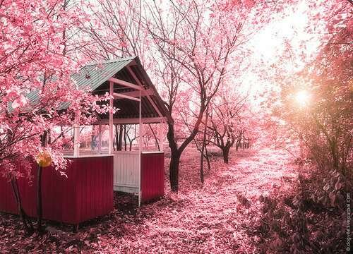 Cherry blossom