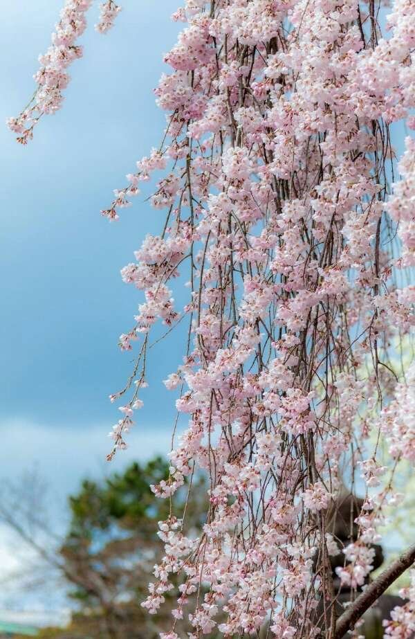 Cherry blossom