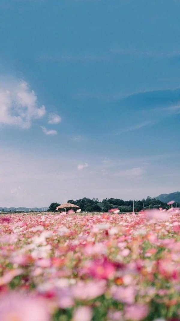 Ocean of Flowers+Anime Scenery