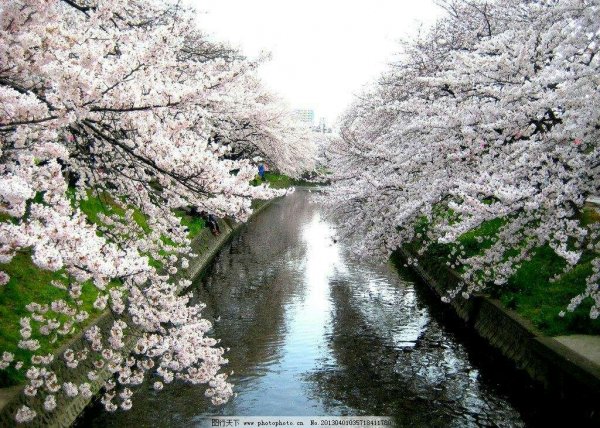 小清新图片-樱花图.(8)