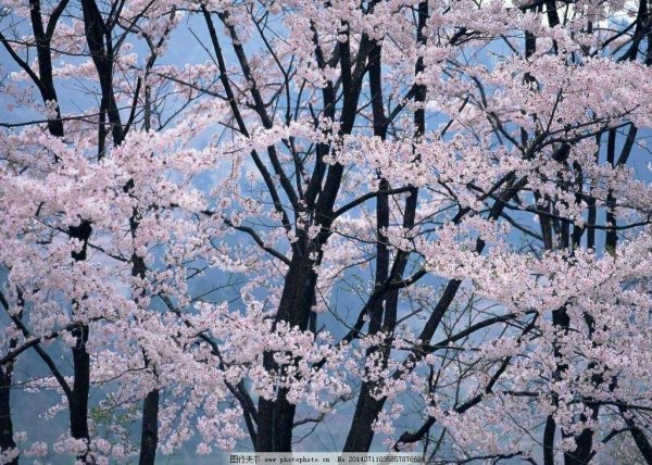 小清新图片-樱花图.(17)