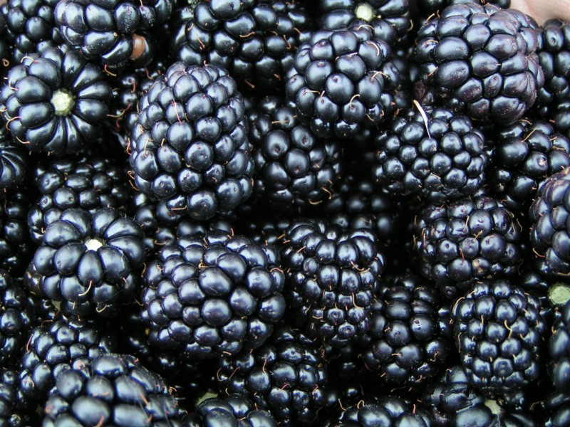 Nutrient rich blackberry images
