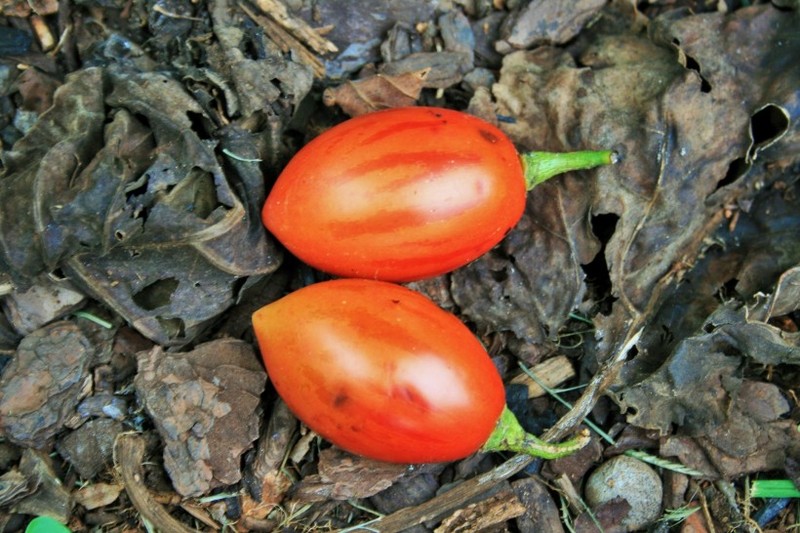 Delicious Tree Tomato Picture