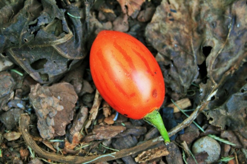 Delicious Tree Tomato Picture