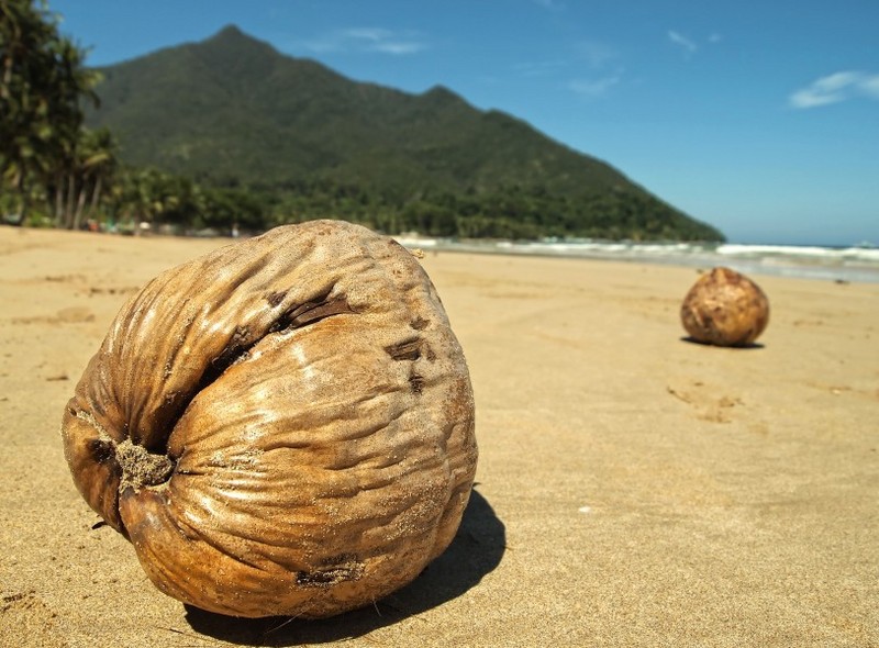 Coconut close-up image