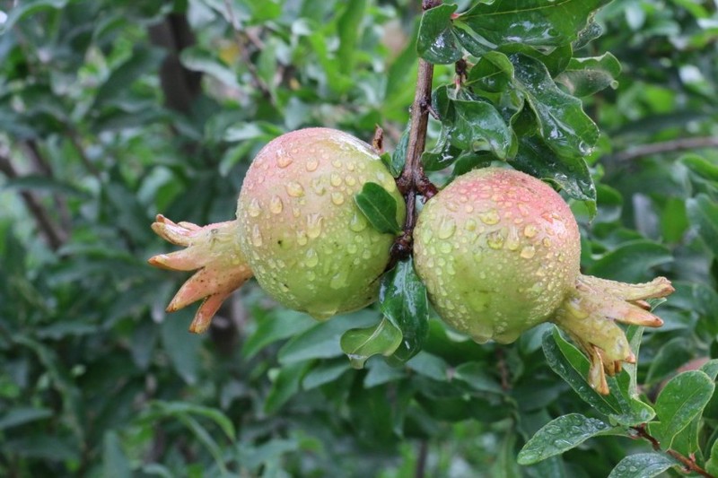 Picture of pomegranate covered in water droplets