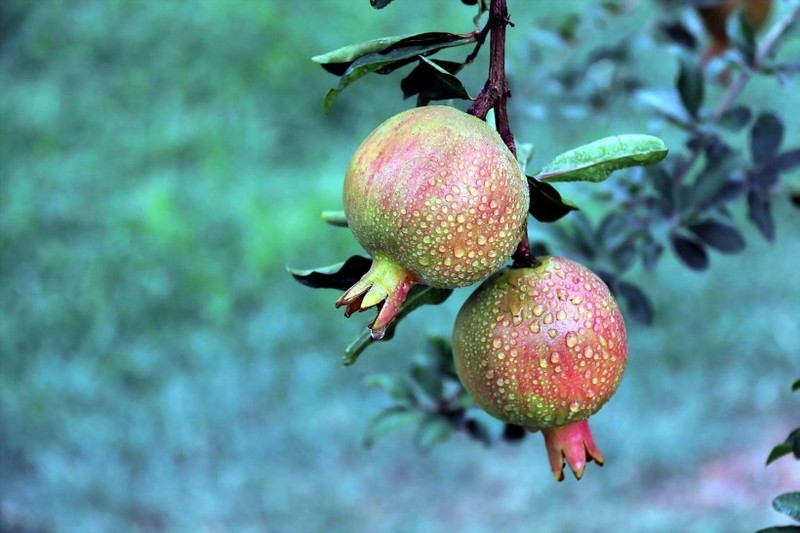 Picture of pomegranate covered in water droplets