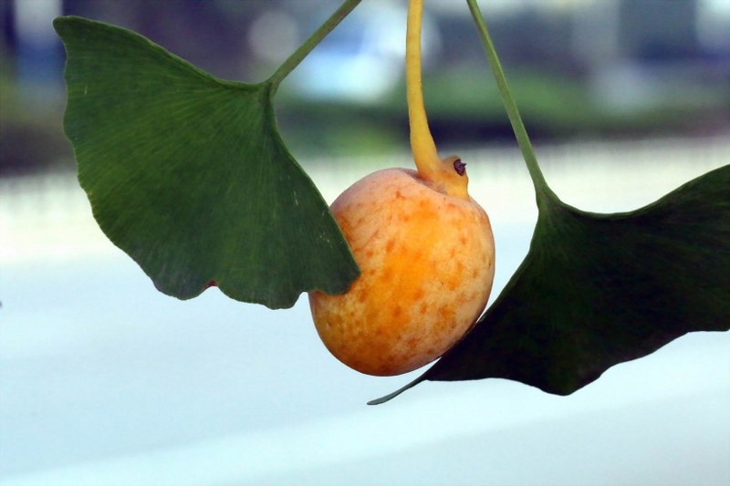 Mature Ginkgo Fruit Image