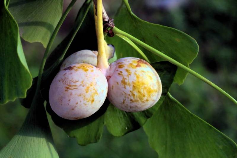 Mature Ginkgo Fruit Image