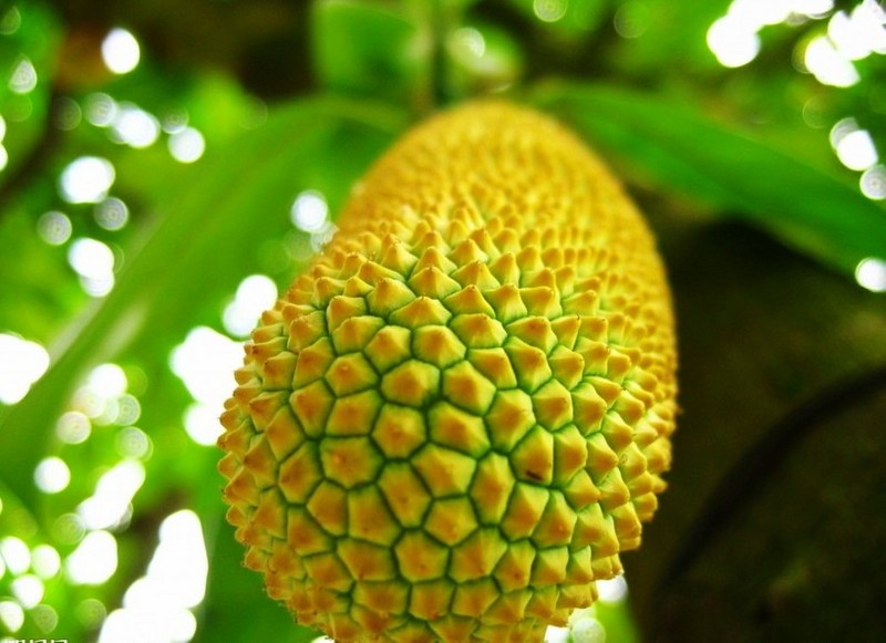 Close up picture of durian