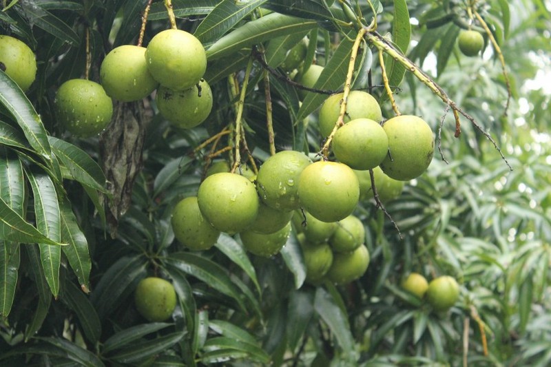 Mango pictures on trees