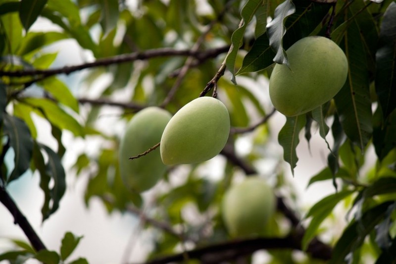 Mango pictures on trees