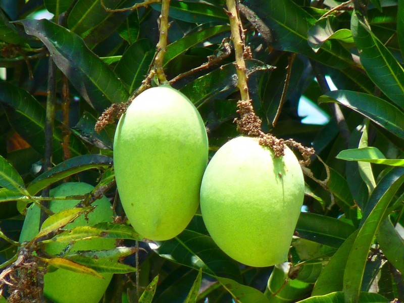 Mango pictures on trees