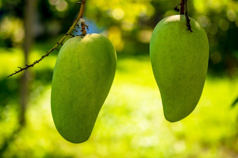 Mango pictures on trees