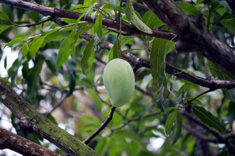 Mango pictures on trees