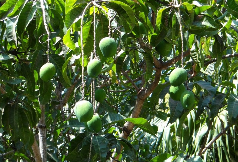 Mango pictures on trees