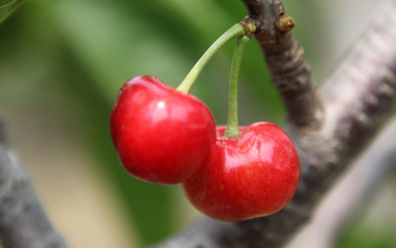 Cherry pictures on trees