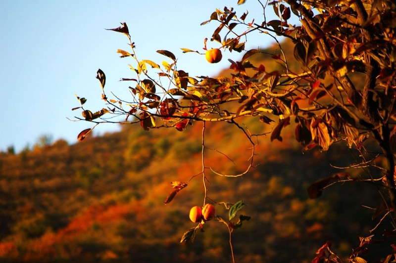 A picture of persimmons hanging on a tree