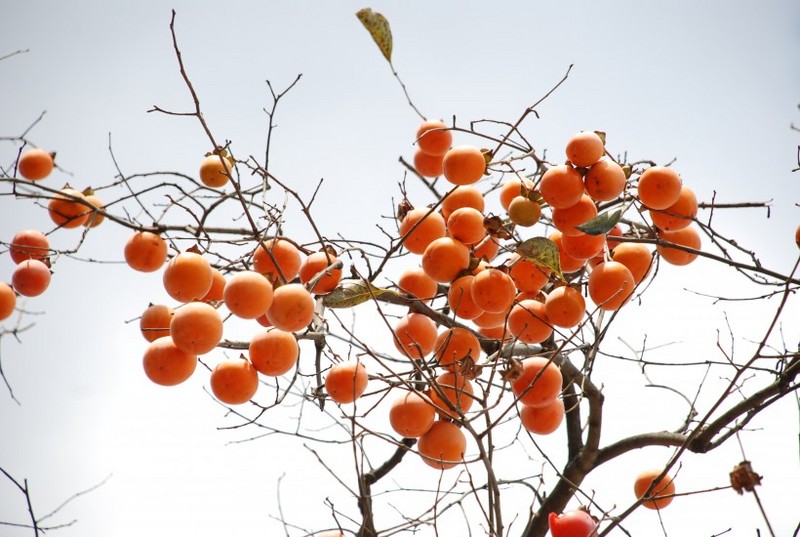 A picture of persimmons hanging on a tree