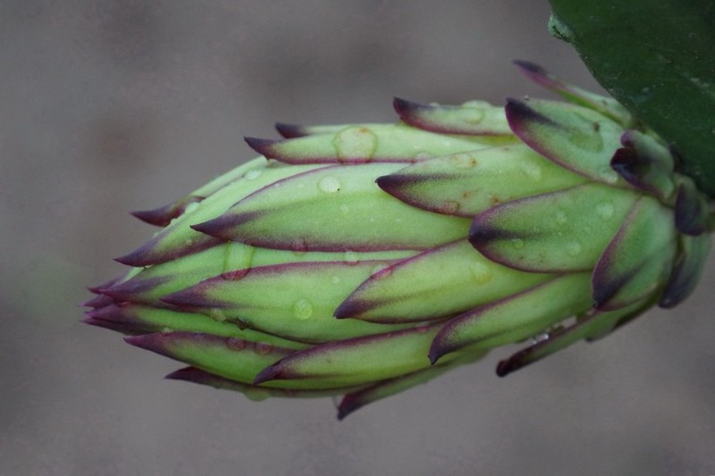 Picture of gradually matured dragon fruit