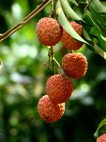 A picture of tender lychees