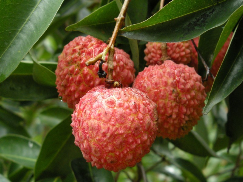 A picture of tender lychees
