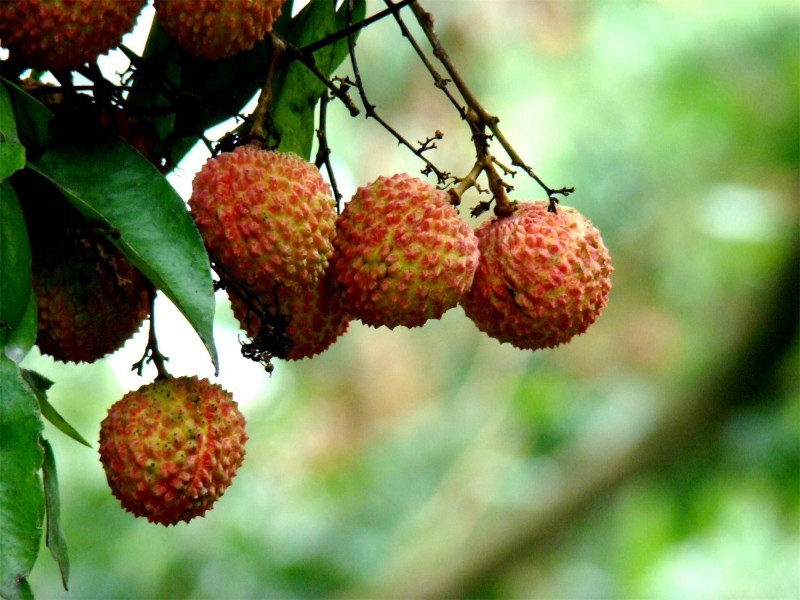 A picture of tender lychees