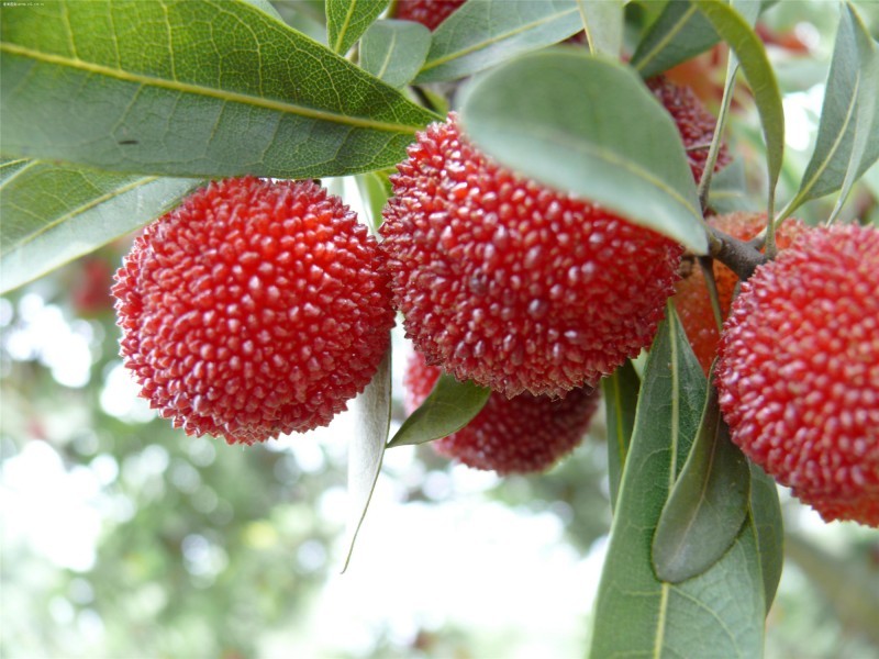 A picture of a bright red bayberry