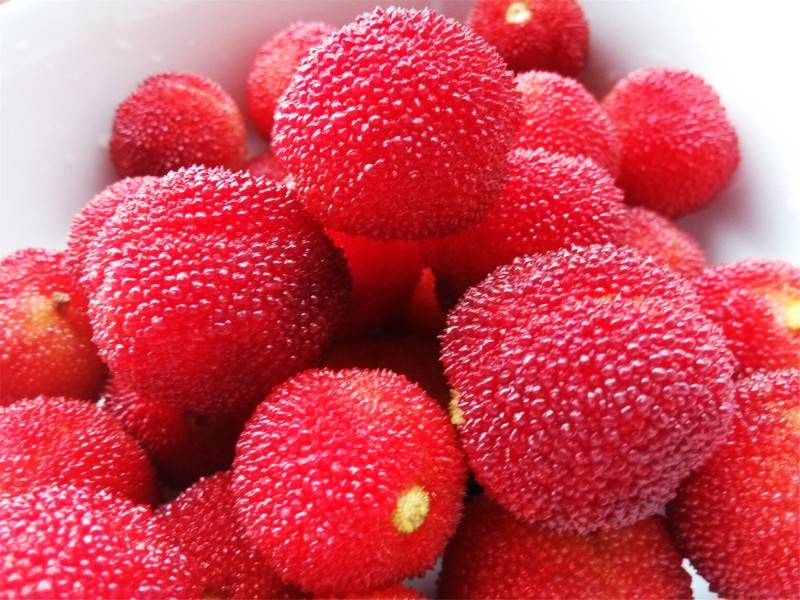 A picture of a bright red bayberry