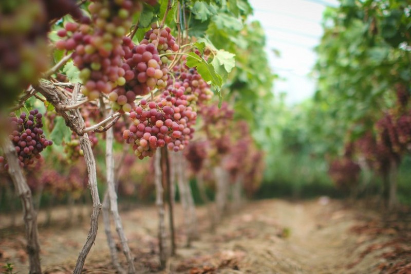 Crystal clear picture of grapes