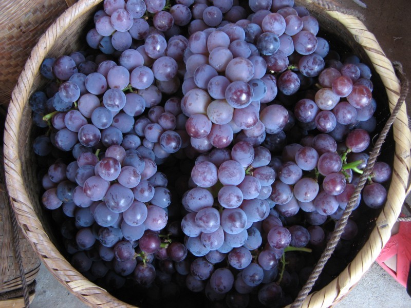 Crystal clear picture of grapes