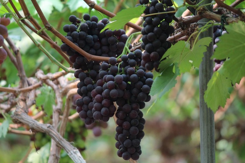 Crystal clear picture of grapes