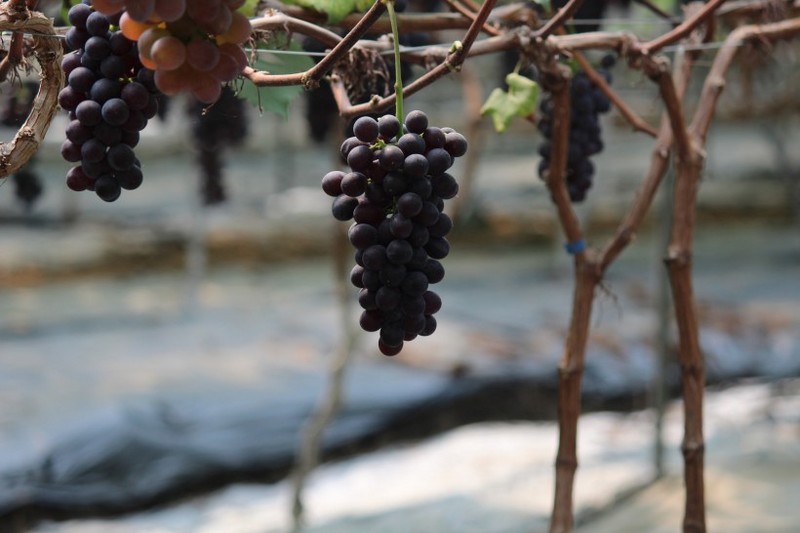 Crystal clear picture of grapes