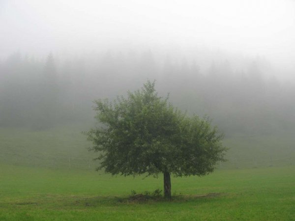 Wooden/green background image