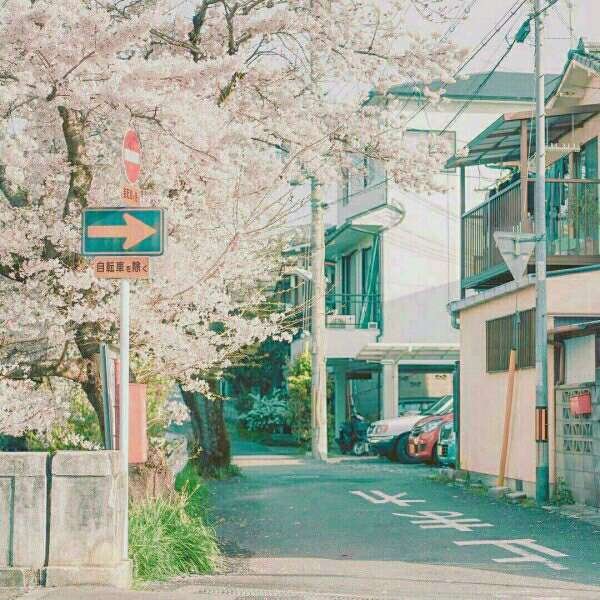 Take you to see the cherry blossoms