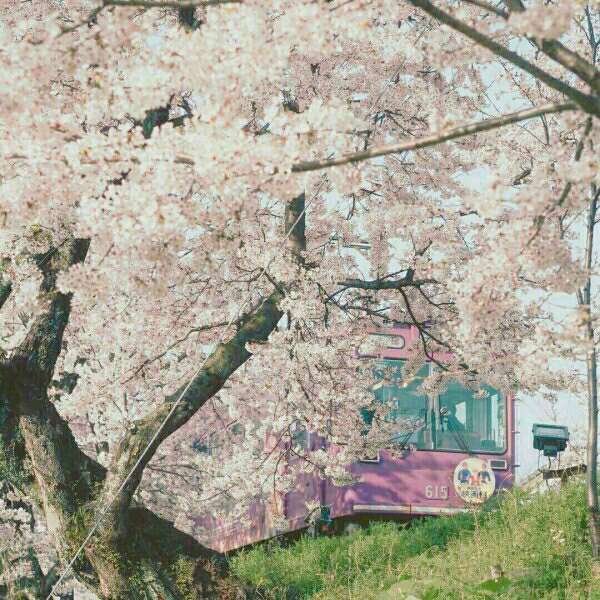 Take you to see the cherry blossoms