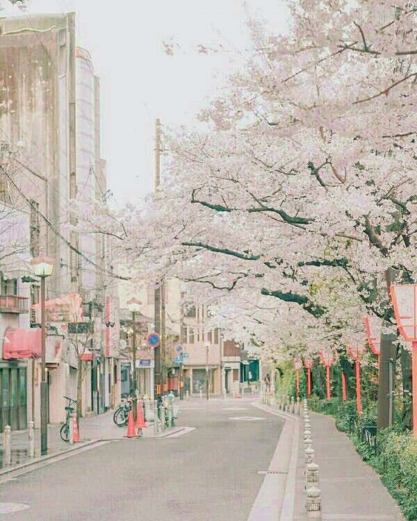 Take you to see the cherry blossoms