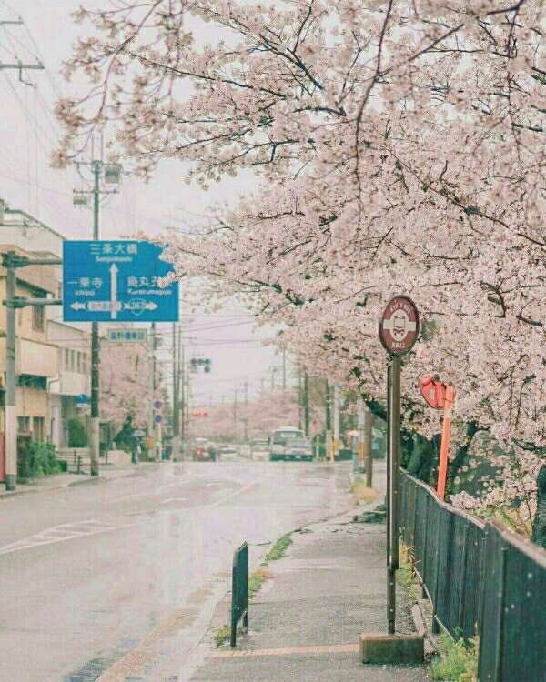 Take you to see the cherry blossoms