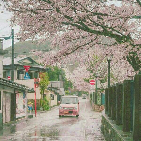 Take you to see the cherry blossoms