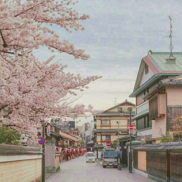 Take you to see the cherry blossoms