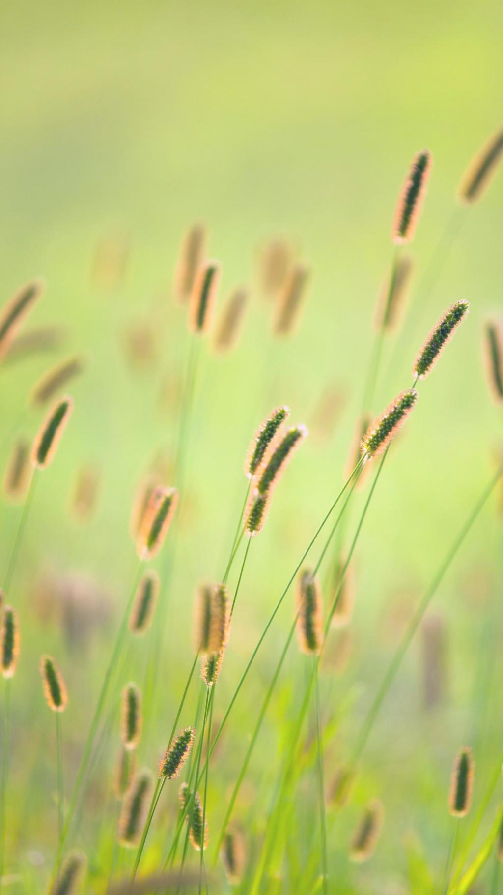 Fresh and natural dog tail grass