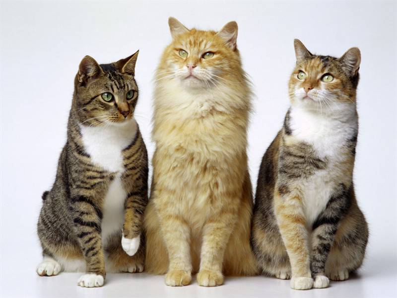 High definition animal pictures of domestic pet cats