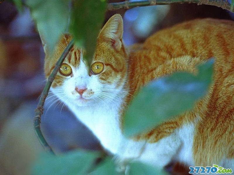 Cute and Cute Pet Wildcat