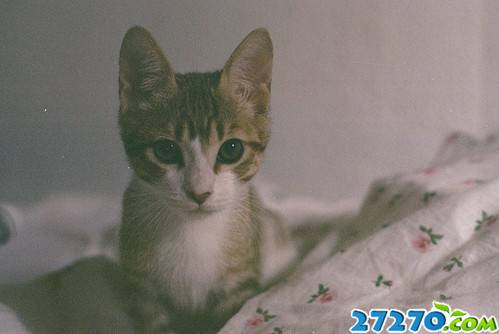 Beautiful and Cute Cat Photos