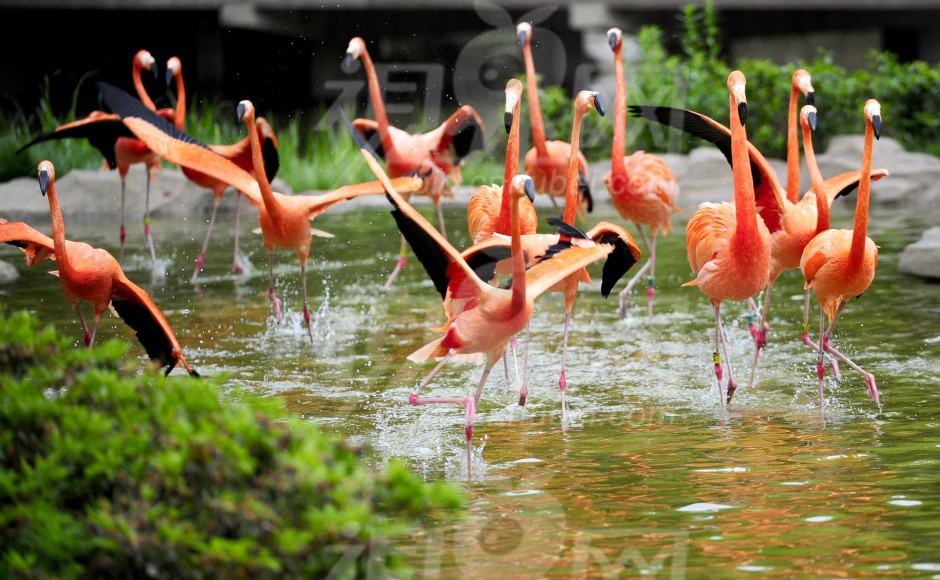 Clusters of wild flamingo images
