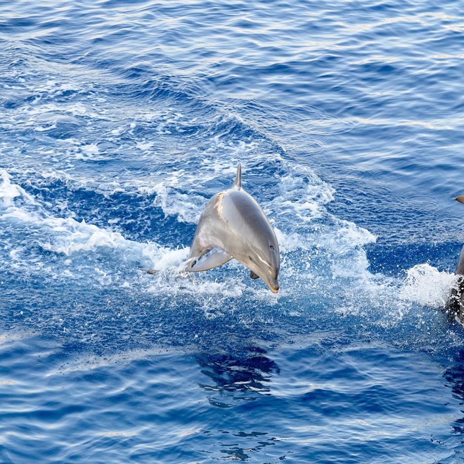 High definition picture of cute and energetic dolphins