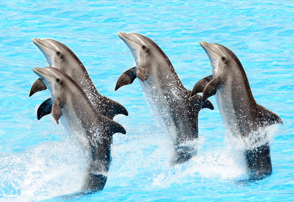 High definition picture of cute and energetic dolphins